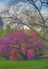 Obraz premium Central Park in spring