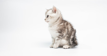 Plakat kitten on white background