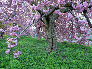 Central Park in spring