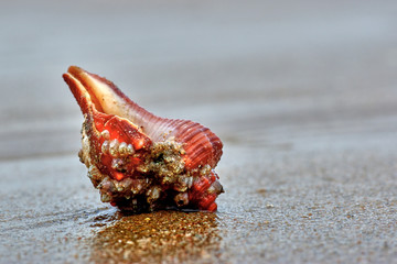 Shell on the sand