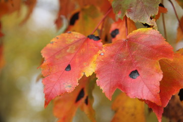 Obraz premium color leaves in fall autumn
