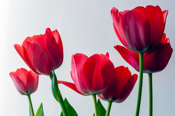 Fototapeta premium Tulip, red on white background