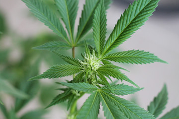 Blooming cannabis plant. Marijuana flower buds.