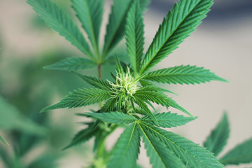 Blooming cannabis plant. Marijuana flower buds.