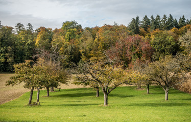 Baumgrundtück im Herbst