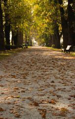 alley strewn with yellowed leaves in the Park in autumn