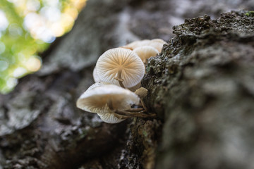 White porcelain mushrooms on the tree