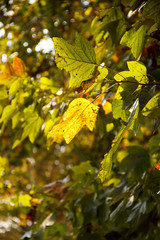 Orange and yellow maple leaves. Colorful autumn landscape