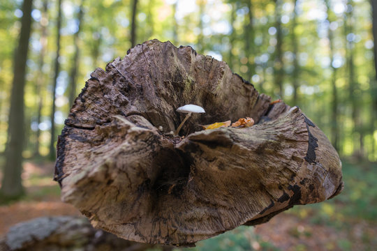 White mushroom on the tree trank