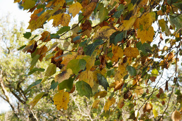 Orange and yellow maple leaves. Colorful autumn landscape