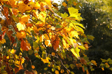 Orange and yellow maple leaves. Colorful autumn landscape