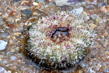 clam with worm