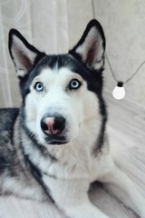 portrait of siberian husky dog