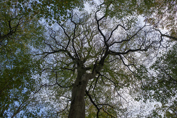 Bottom view on an upper branches of a tree and a blue sky.