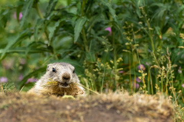 marmotta, parco nazionale del gran paradiso