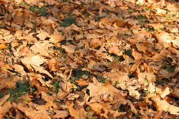 dry leaves on the ground in the Park. autumn leaves orange and brown colors.