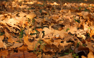 dry leaves on the ground in the Park. autumn leaves orange and brown colors.
