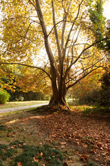 the trunk of a large ancient tree in the Park in the sunlight