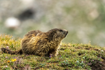 marmotta isolata gran paradiso