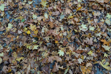 Ahornblätter im Herbst
