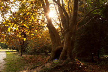 the trunk of a large ancient tree in the Park in the sunlight