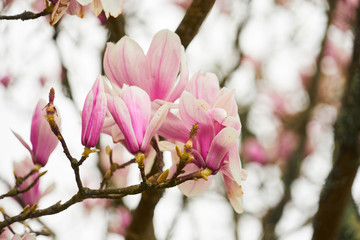 Branche et fleurs de magnolias .