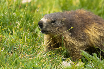 primo piano di una marmotta