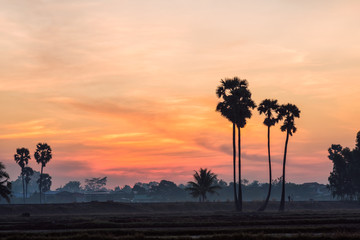 sugar palm trees on the sunrise background
