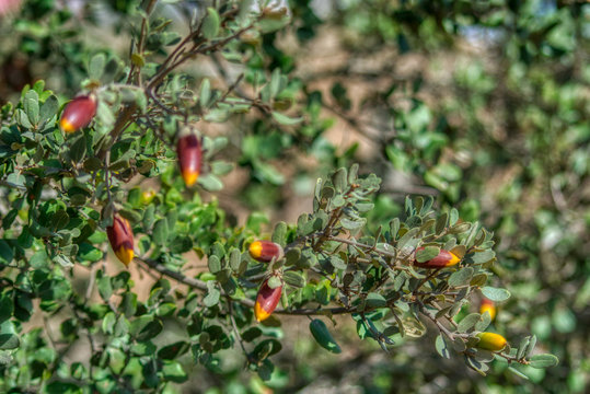bolota de sobreiro no alentejo