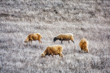 rebanho de ovelhas no monte alentejo