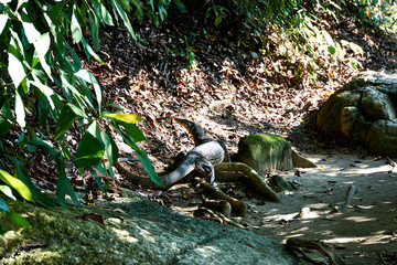 National Park in Penang, Malaysia