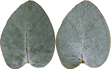 Eucalyptus Leaves Front and Back Side