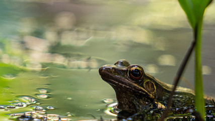 bull frog