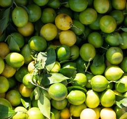 Lime as background and texture.