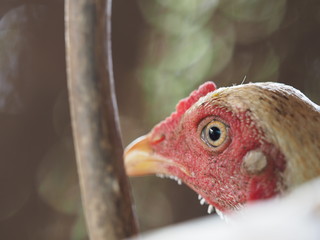 Chickens. Hen. Animals. Chicken in basket. Close up eyes and blur background. Chicken with bokeh background.