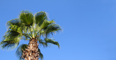 Palm tree on a background of blue sky. Copy space for text.