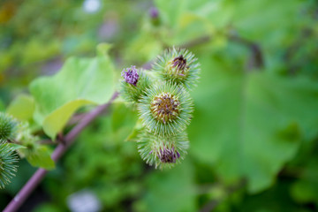 Flowering Great Burdock. Arctium lappa