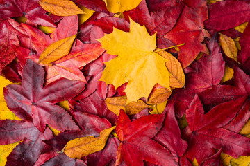 background of autumn leaves. Autumn background
