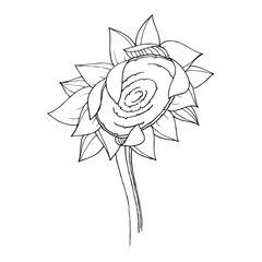 Vector Sunflower floral botanical flower. Black and white engraved ink art. Isolated sunflowers illustration element.