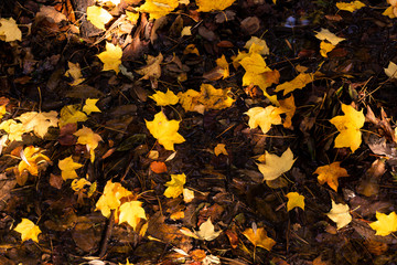 Fall leaves background. autumnal maple leaves