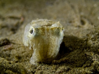 Macro shot of elegant cuttlefish - Sepia elegant - resting on a sea bottom