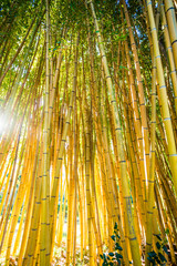Bamboo forest. Natural background. bamboo plant