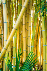 Panele Szklane Podświetlane  Las bambusowy. Naturalne tło. roślina bambusowa