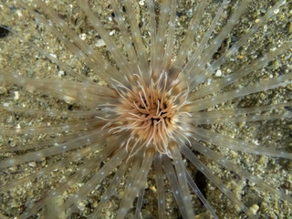 tube anemone - Cerianthus - on a silty sea bed