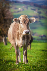 beautiful  young cow on pasture. cow on a meadow