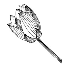 Vector Lotus floral botanical flower. Black and white engraved ink art. Isolated lotus illustration element.