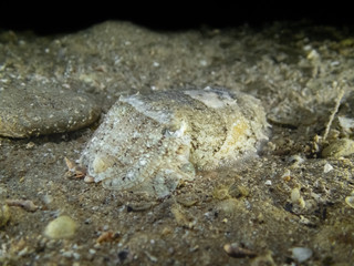 Macro shot of elegant cuttlefish - Sepia elegant - resting on a sea bottom