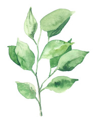 Watercolor hand painted botanical nature branch with leaves illustration isolated on white background