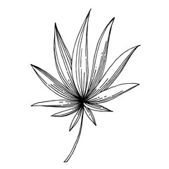 Vector Exotic tropical hawaiian summer. Black and white engraved ink art. Isolated leaves illustration element.