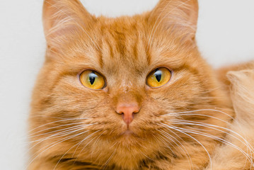 muzzle of a red cat with yellow big eyes close up